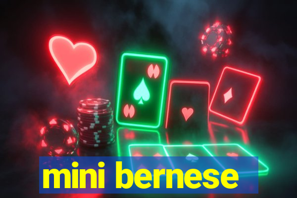 mini bernese