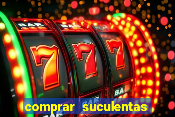comprar suculentas direto do produtor
