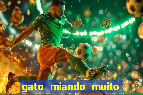 gato miando muito a noite o que fazer
