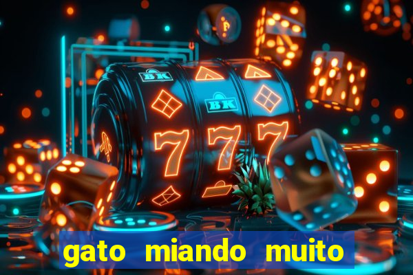 gato miando muito a noite o que fazer