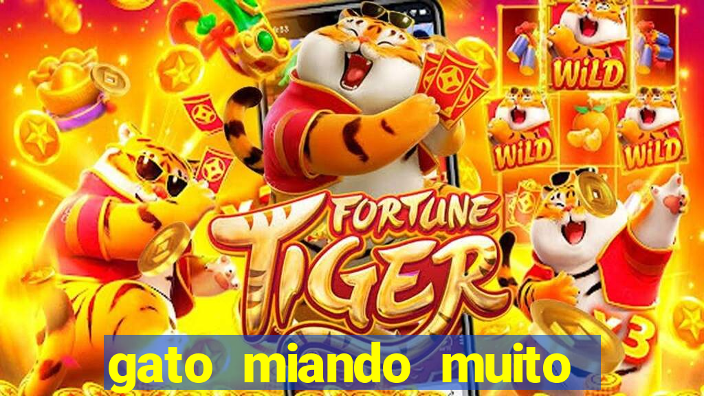 gato miando muito a noite o que fazer