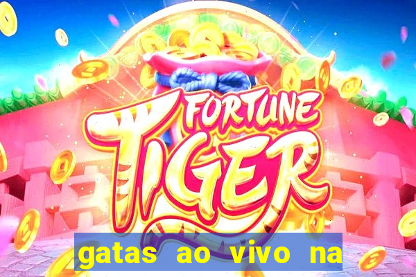 gatas ao vivo na web cam