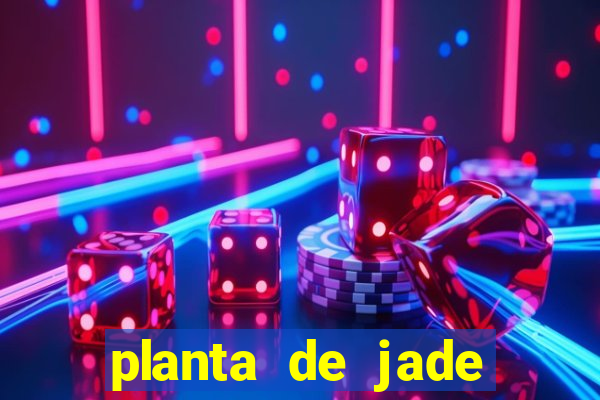planta de jade significado espiritual