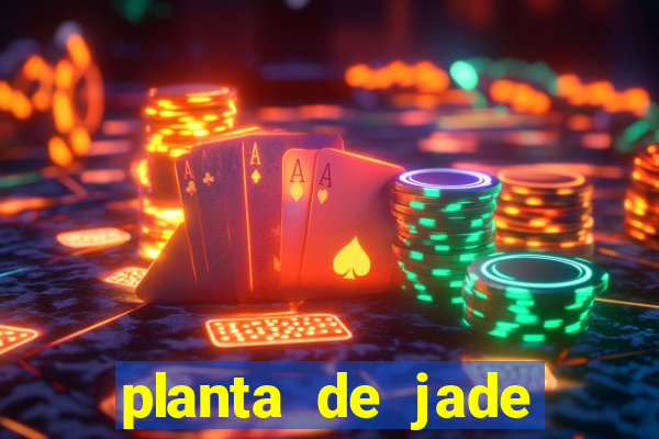 planta de jade significado espiritual