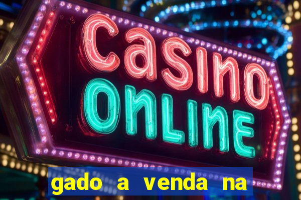 gado a venda na bahia olx
