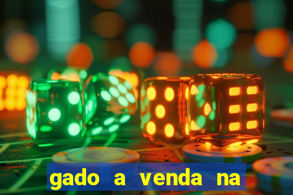gado a venda na bahia olx
