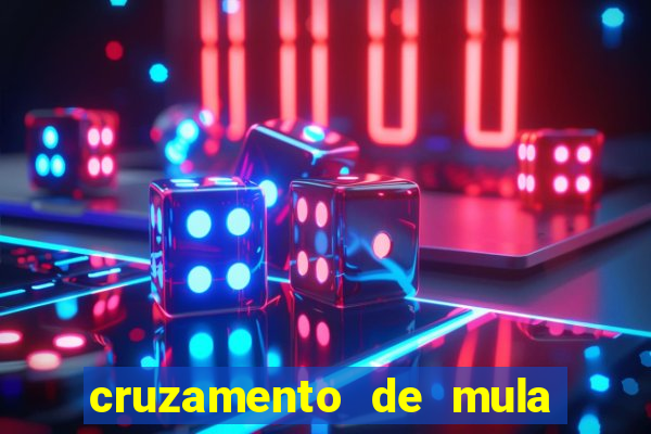 cruzamento de mula com cavalo