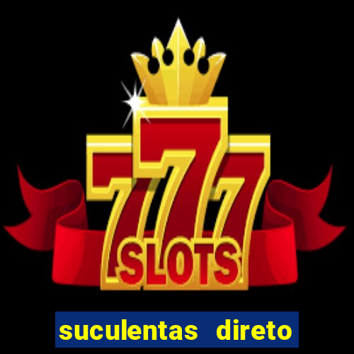 suculentas direto do produtor rs