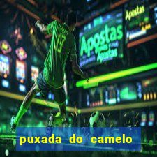 puxada do camelo jogo do bicho