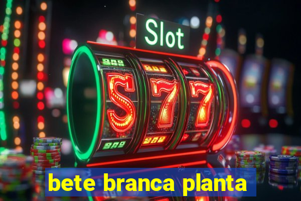 bete branca planta