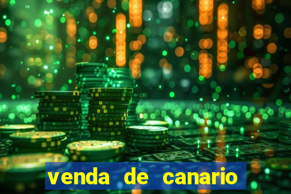 venda de canario belga bahia