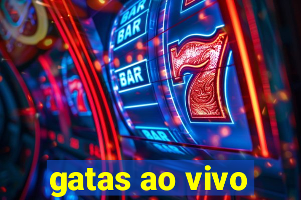 gatas ao vivo
