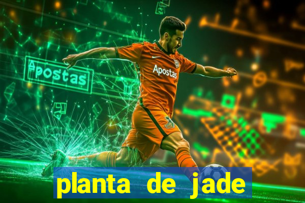planta de jade significado espiritual