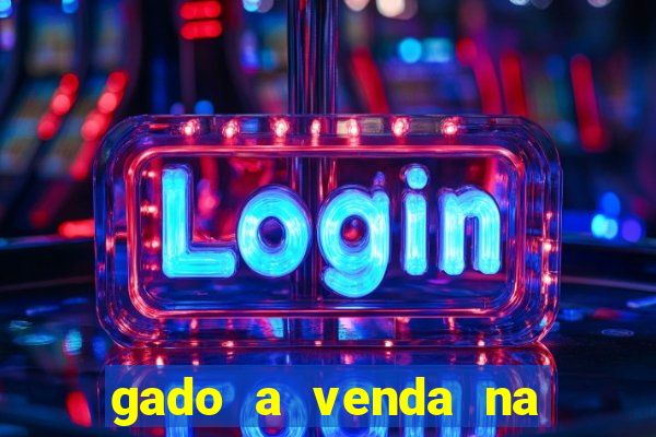 gado a venda na bahia olx